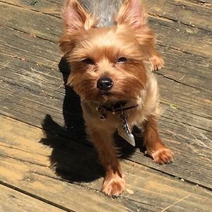 Meet your Posher, Dawn